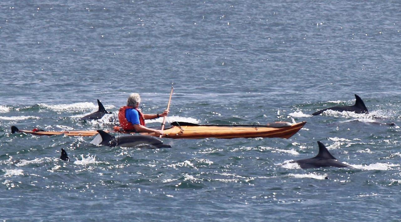 Dolphin Inn Guesthouse Kapstaden Eksteriør billede
